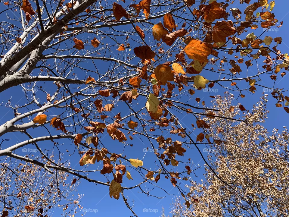Otoño en Chile