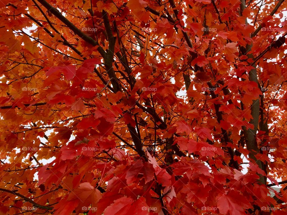 Maple Tree Leaves 