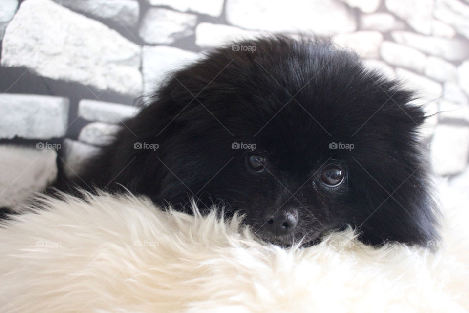 black dog brown eyes by bella9309