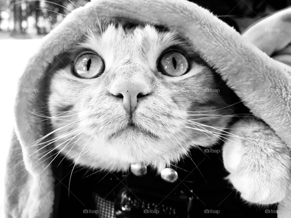 Black and white photo of darling tabby cat sitting in his stroller with a blanket on a beautiful summer day. 