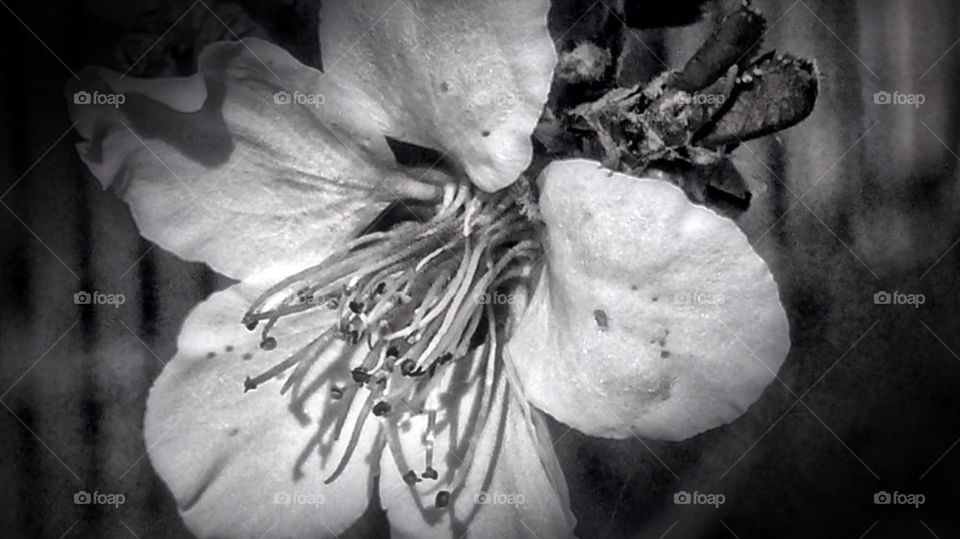 Black n white blossom