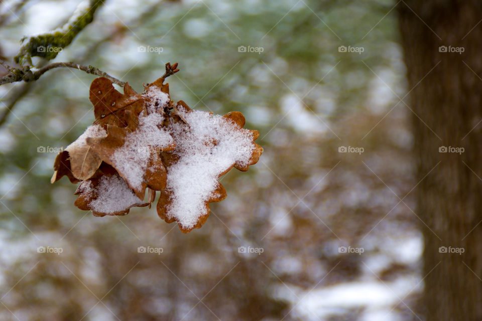 Eichen Blätter braun,  weiss belegt mit Schnee vor verschwommenen Hintergrund