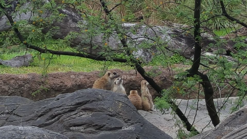 A family of meerkats peek up from behind their perch at Animal Kingdom at the Walt Disney World Resort in Orlando, Florida.