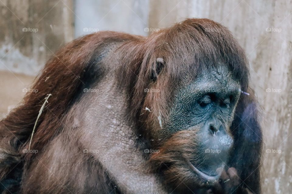 Orangután 