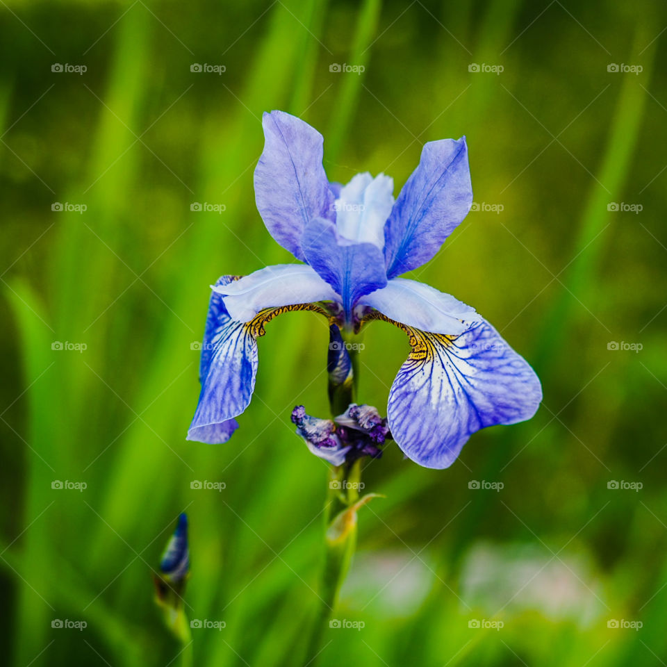 Violet flower on a green foliage background