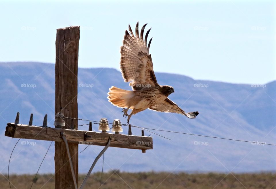 Red Tail Hawk Launching