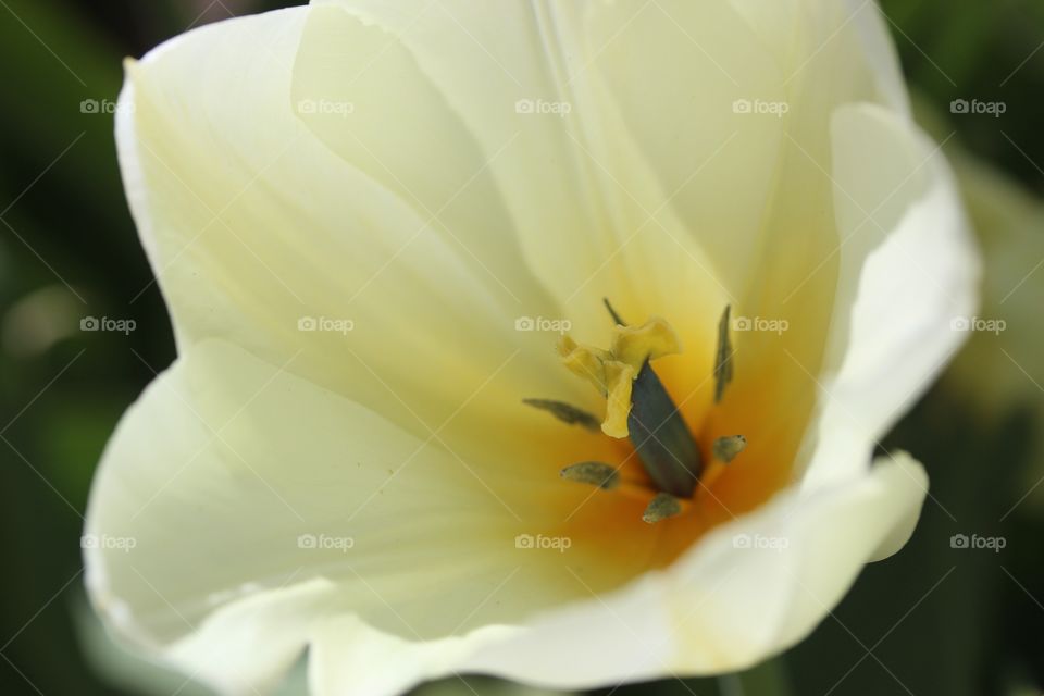 Yellow tulip