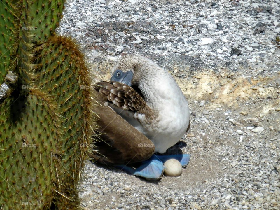 Blue-footed booby with egg, Galapagos