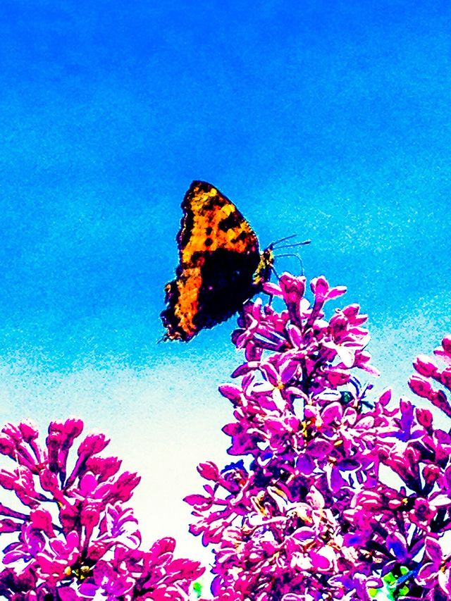 Butterfly on lilac