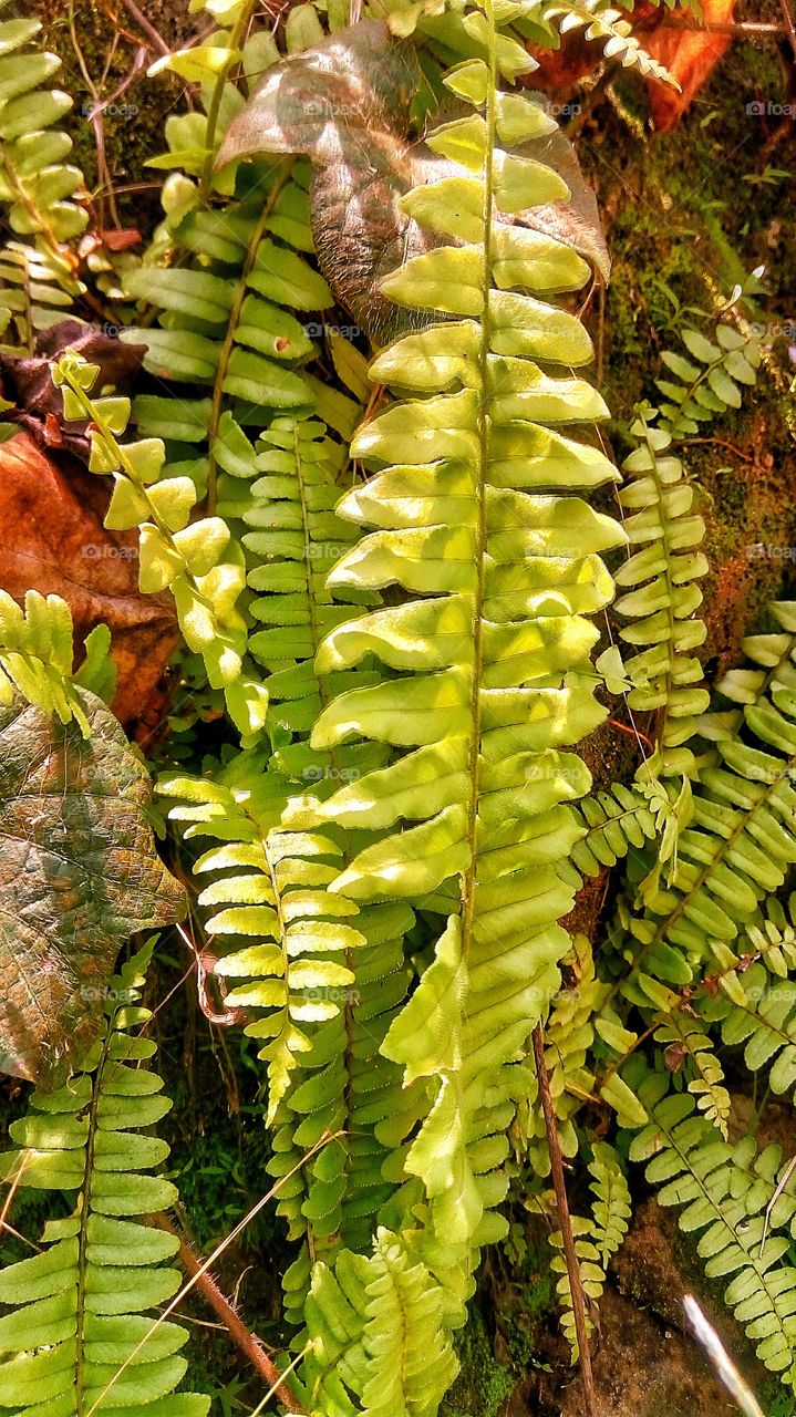 wild fern growing at the foot of the hill