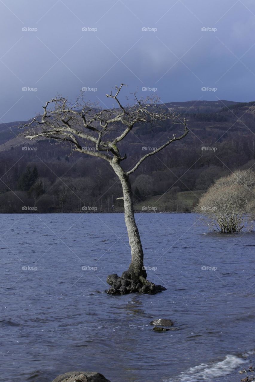Single tree in the loch