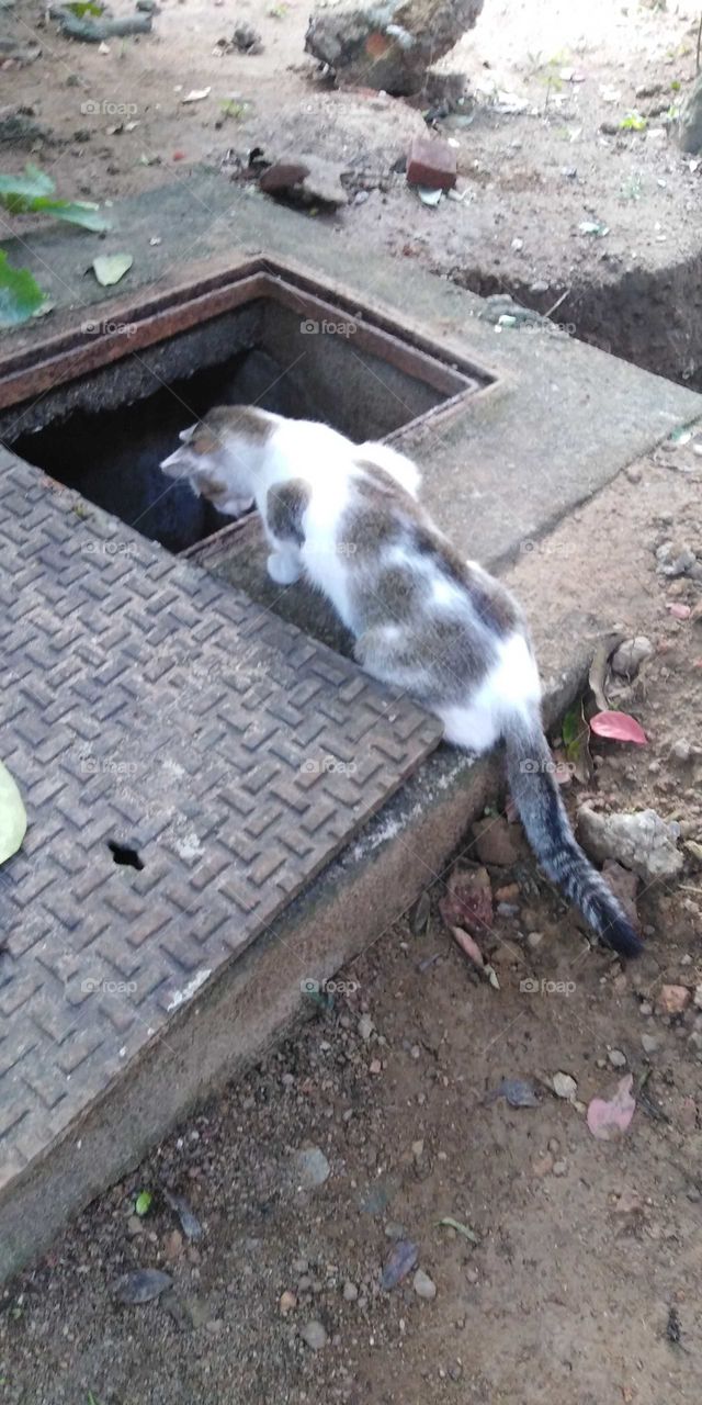 Cat aiming at a prey