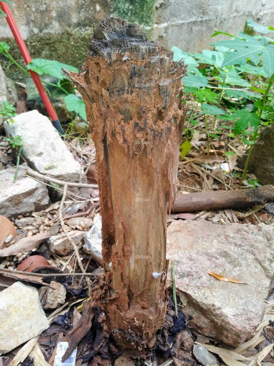 a dead mango tree trunk in the garden