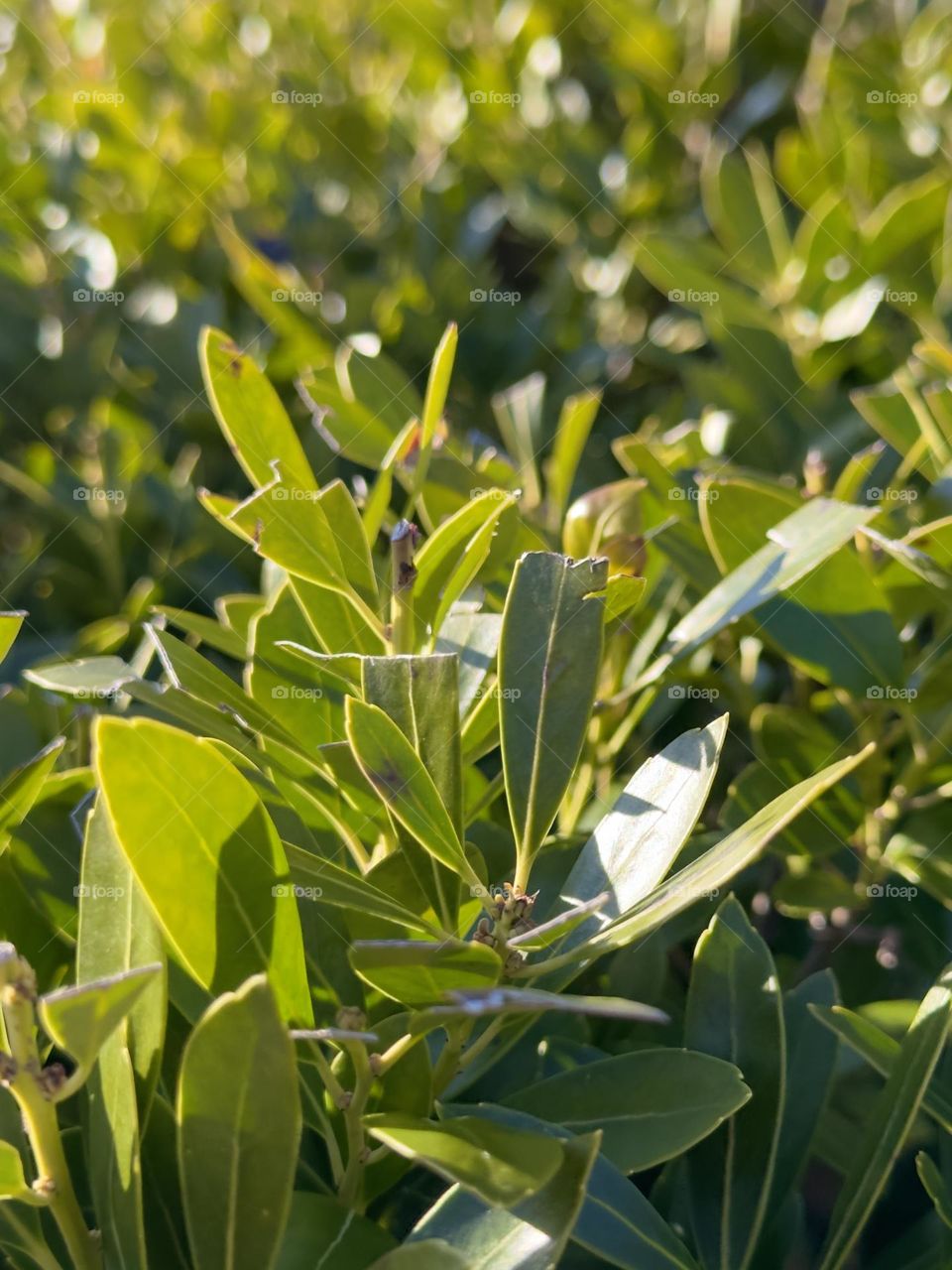 A green plant loving the sunlight!