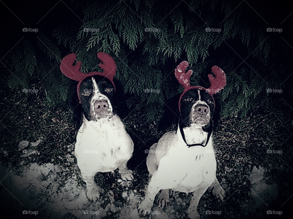 Christmas Springer Spaniels