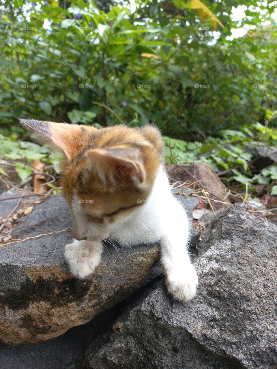 The cute kitten is in the grass garden