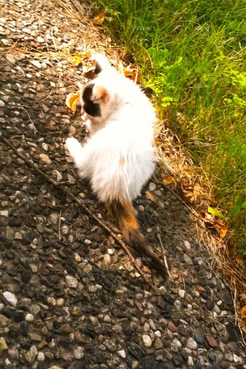grass cat kitty gravel by heidisfabulous
