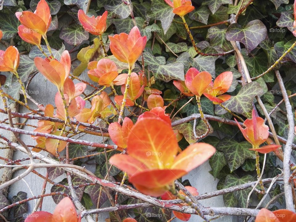 spring rain on orange leafs