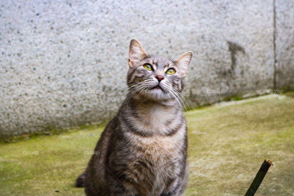 A tabby cat looking up