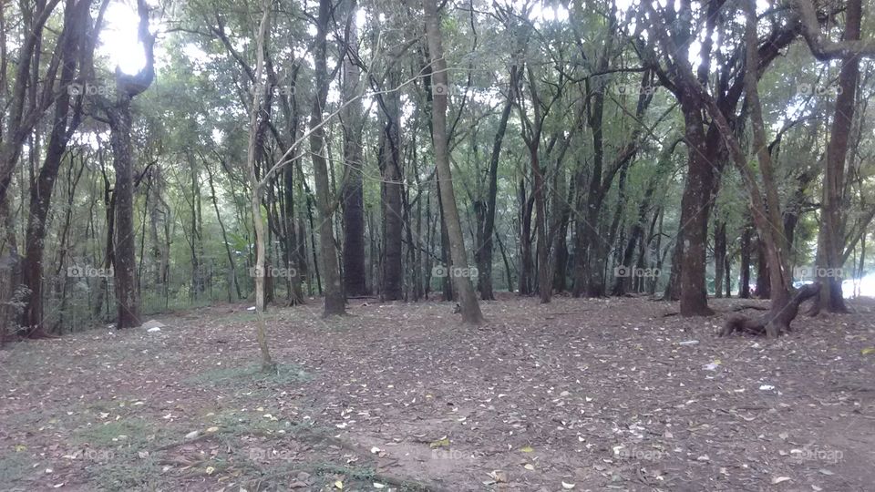 floresta