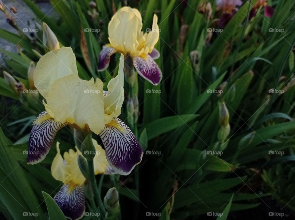 Yellow-purple iris flowers. garden.