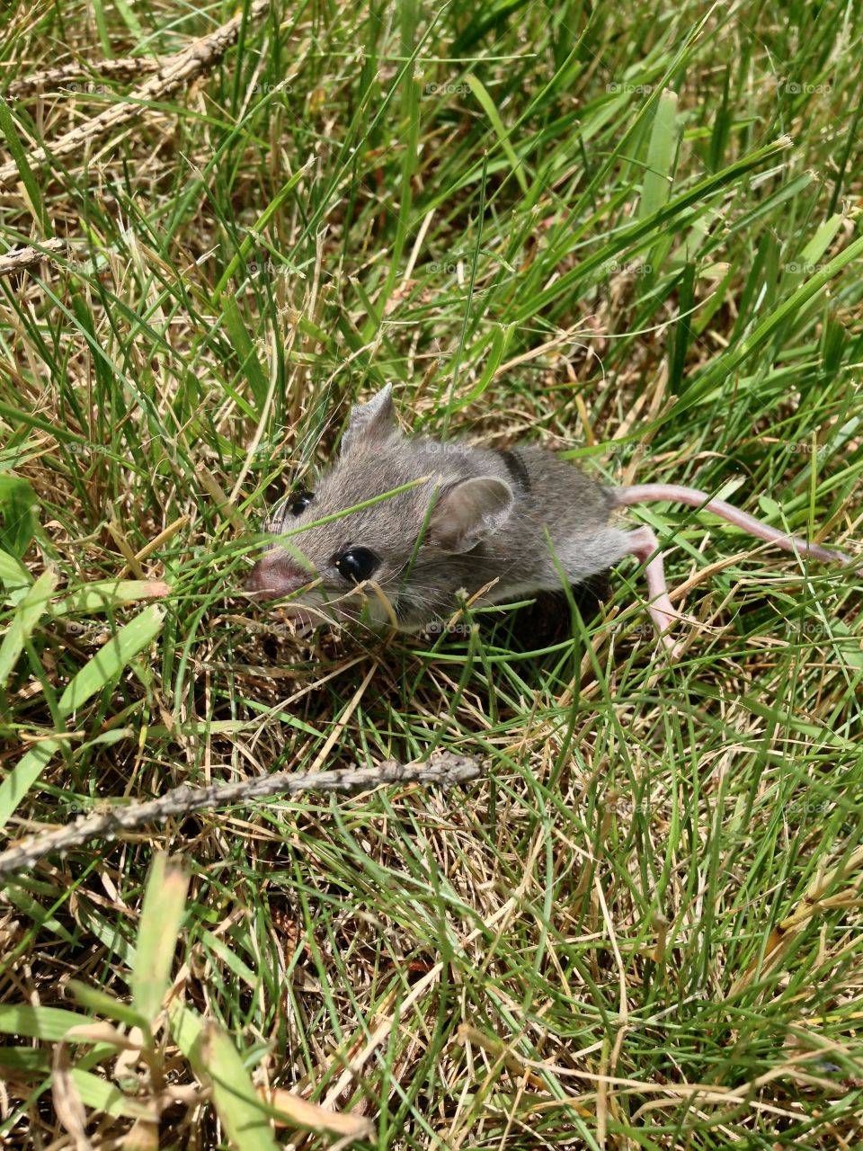 Mouse in grass.