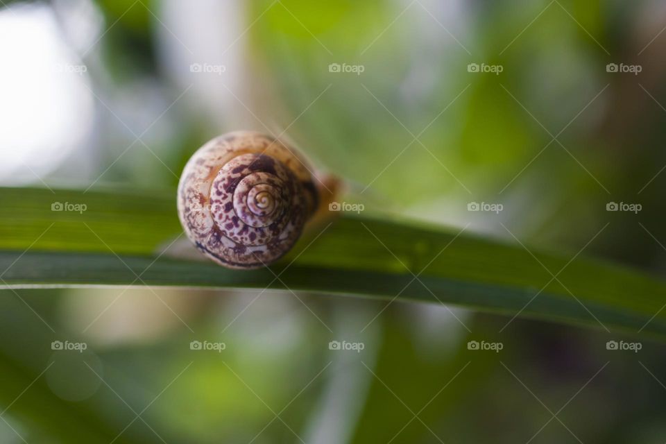 Snail on green grass   Macro shot