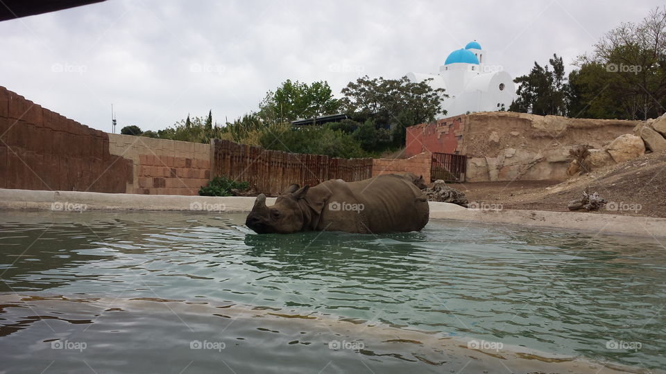 Rhino swim