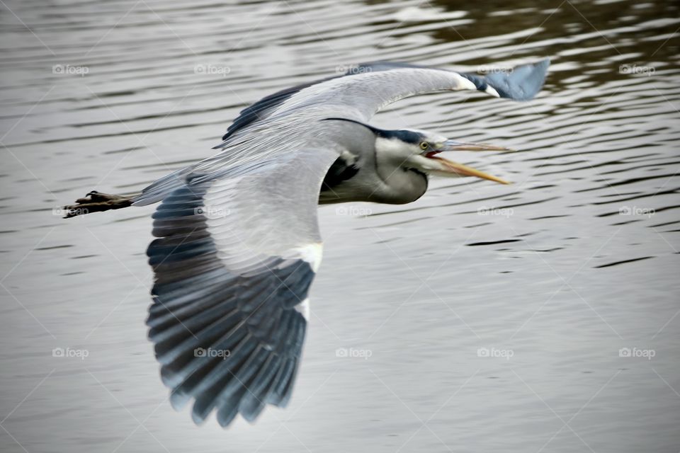 Gray heron