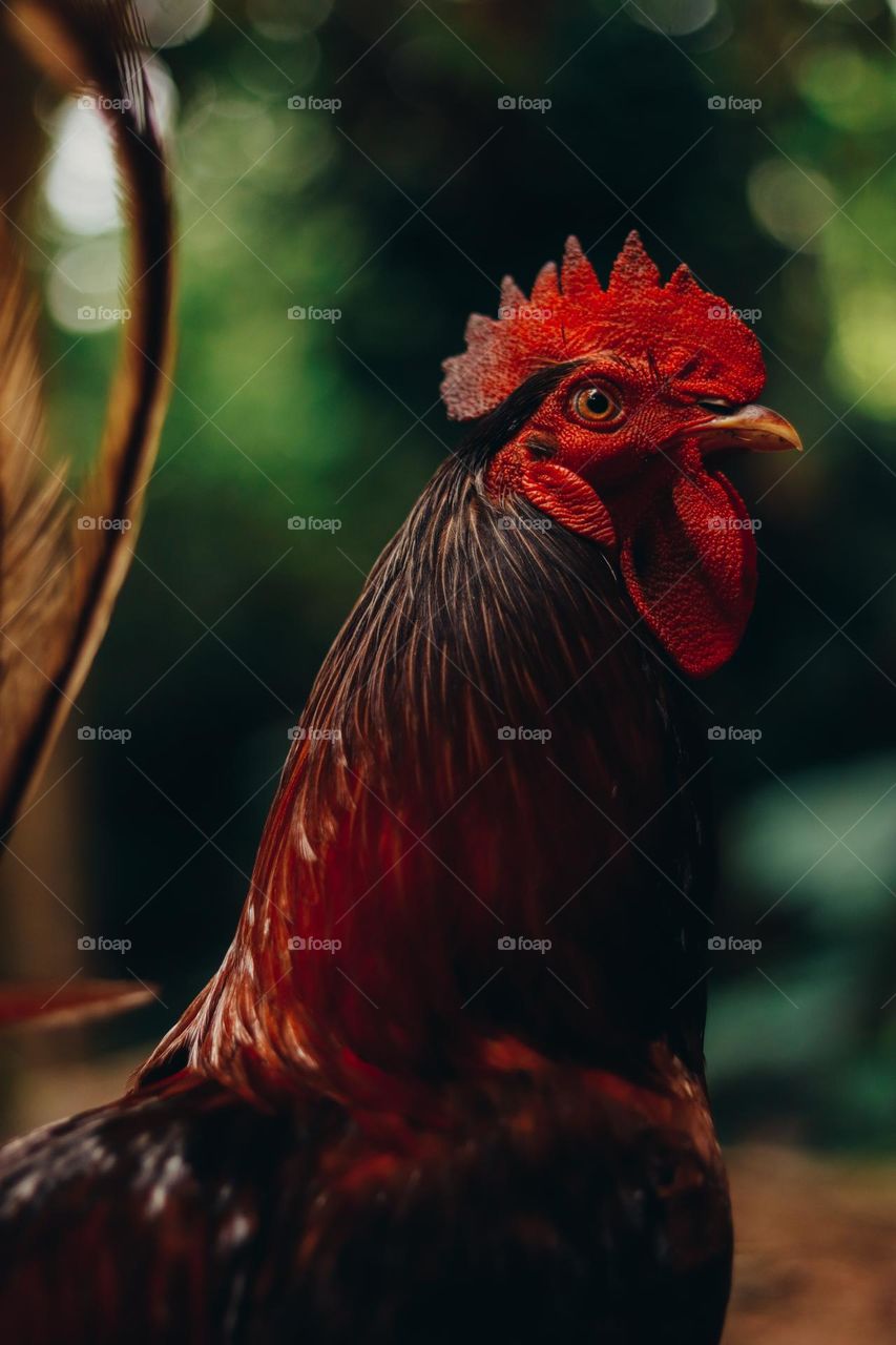 rooster