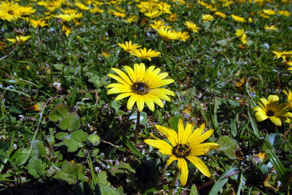 flowers yellow grass sunny by el62580000