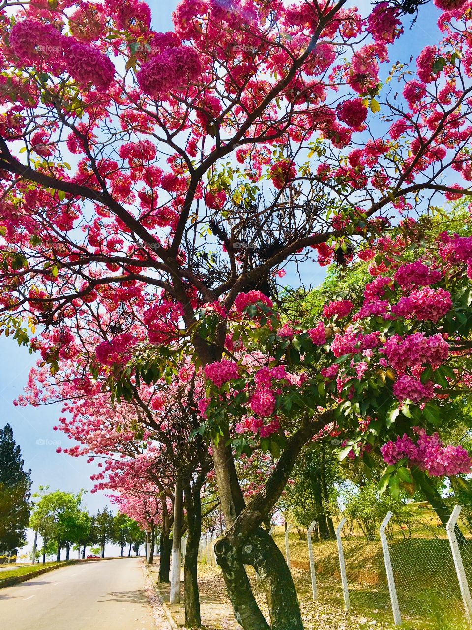 Pés de #Ipês rosa maravilhosamente floridos!
Vale a pena esperar essa época.
💐 
#Natureza
#paisagem 
#flores
#fotografia 