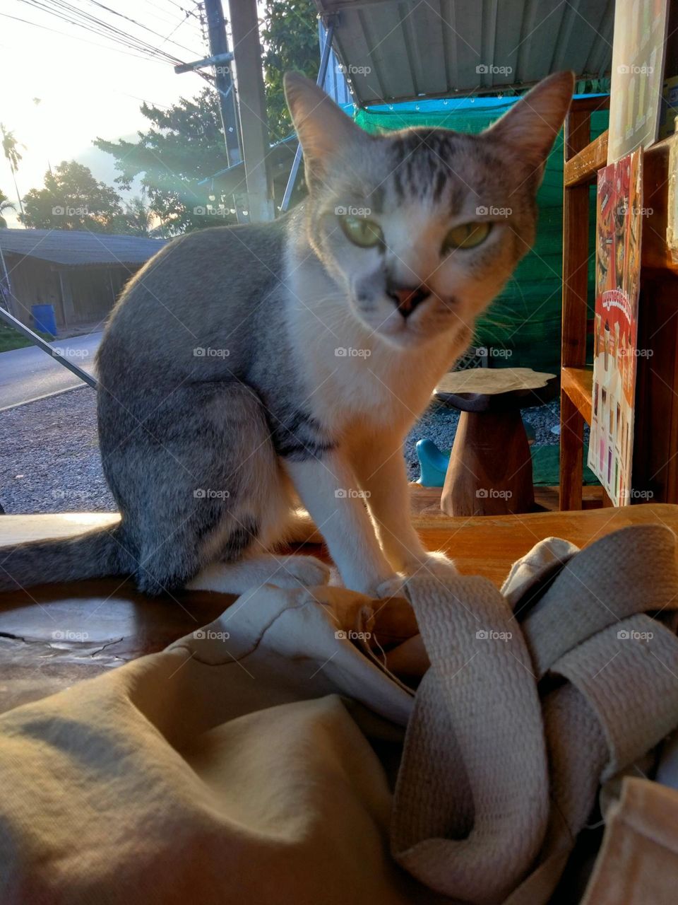 I think this cat is suspicious of me.