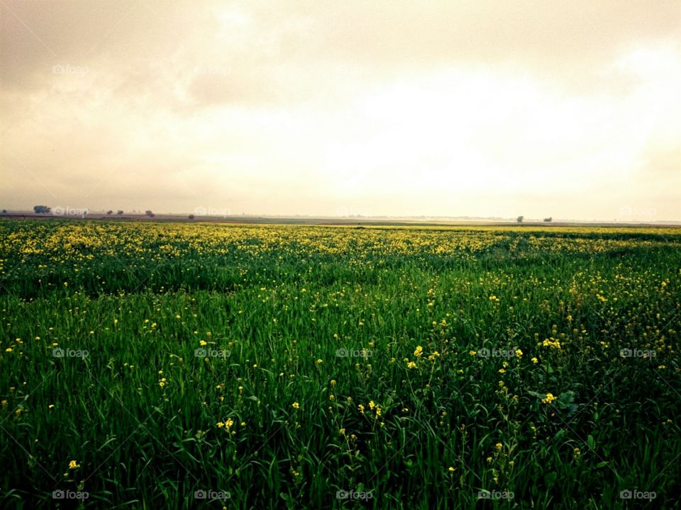 nature green yellow sun