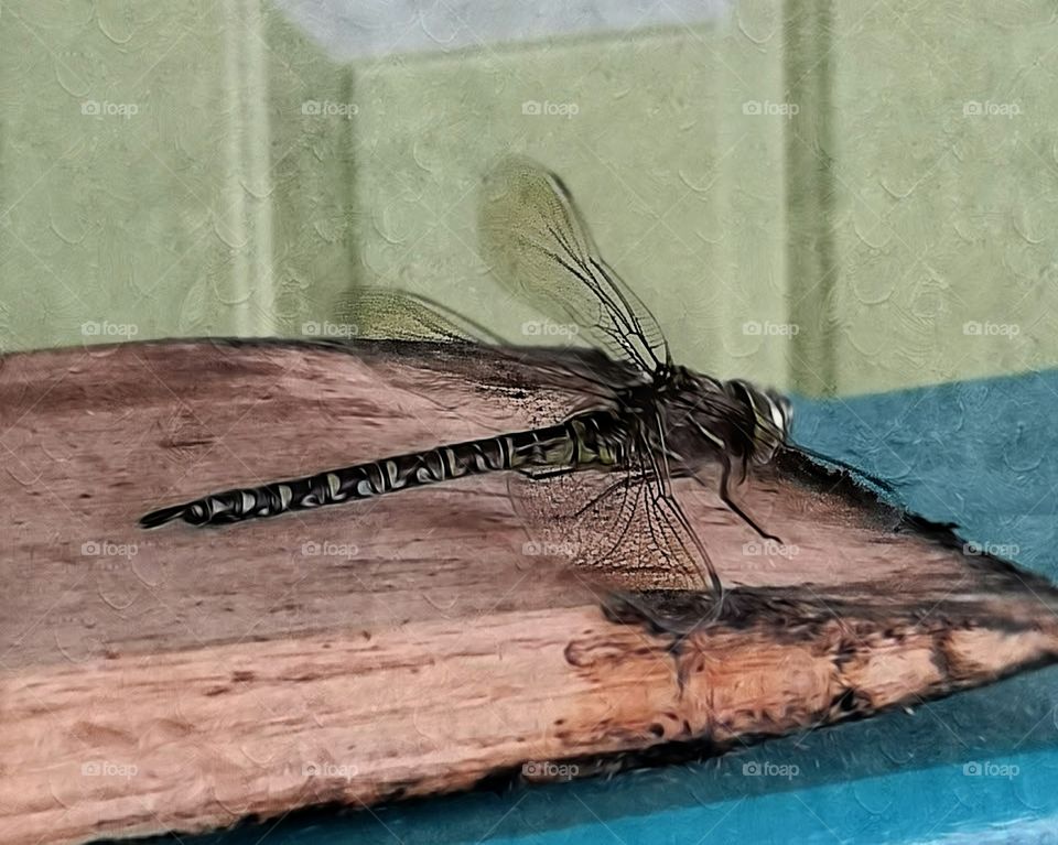Edited image of dragon fly