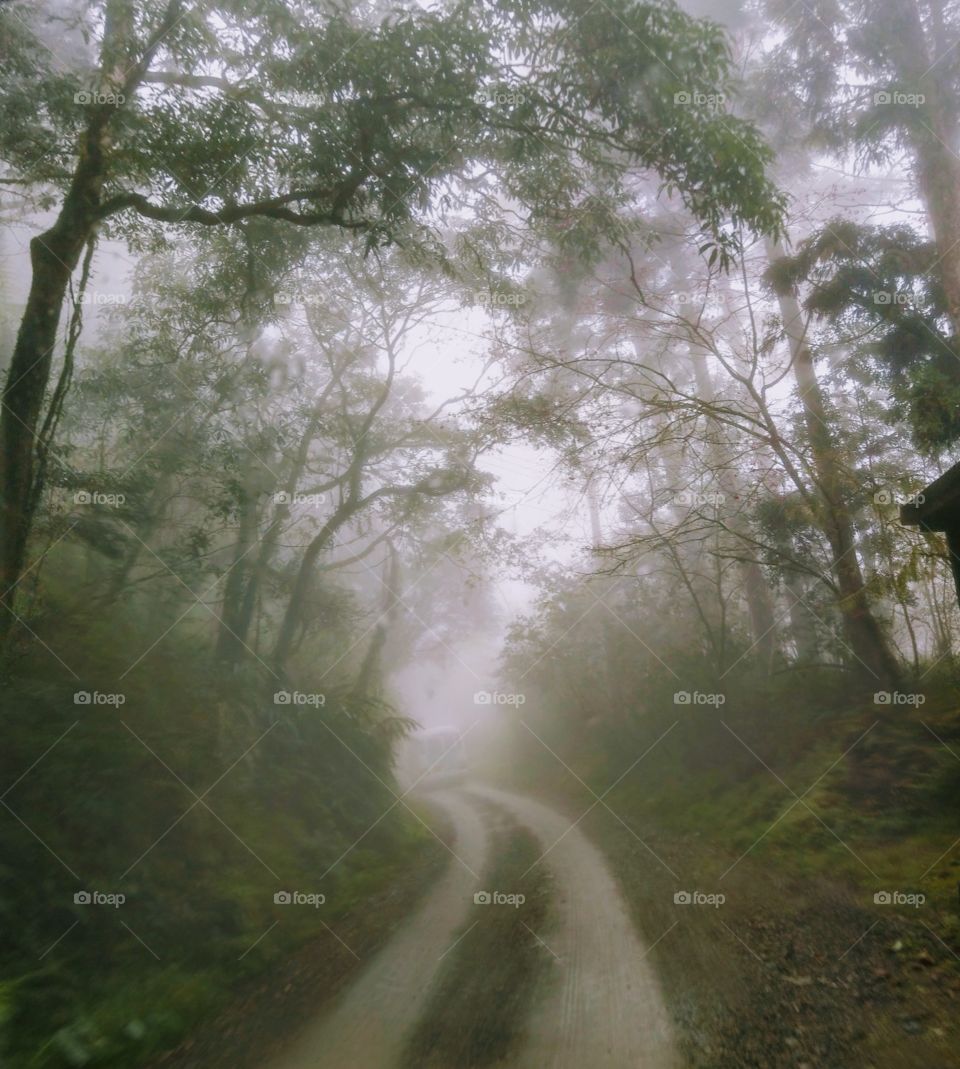 The way to the forest, that foggy mountain road had a beautiful hazy mood, the air was healthy to people for a lot of phytoncide.