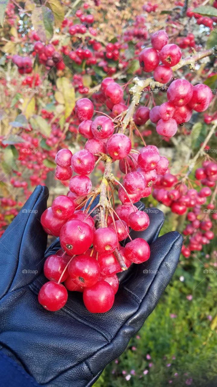 Hand holding berries