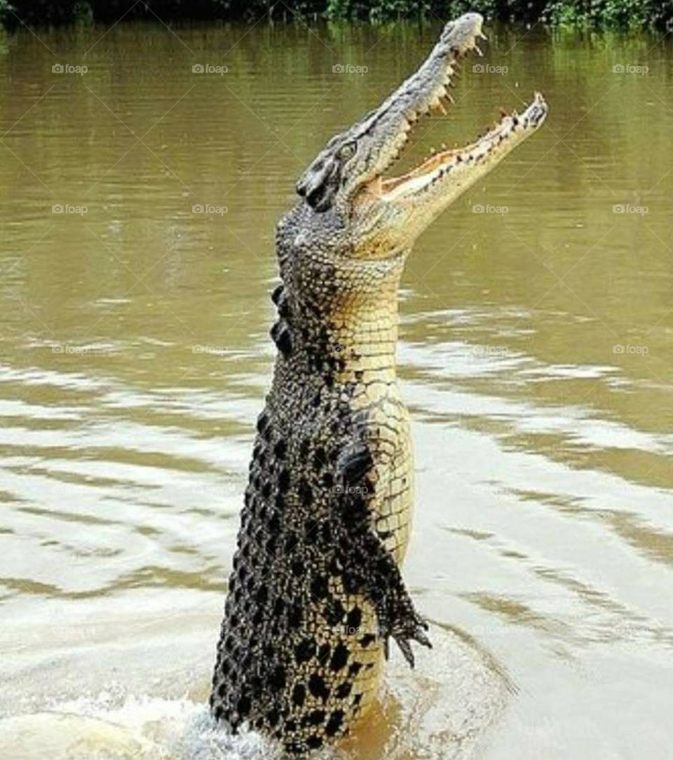crocodile