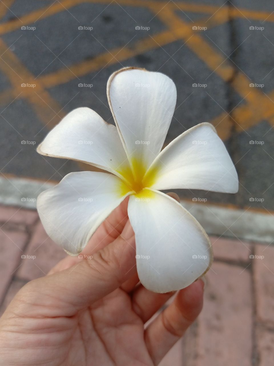 Beautiful Plumeria Flowers