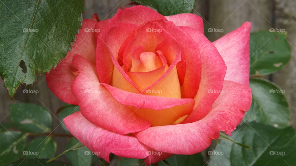 High angle view of red rose