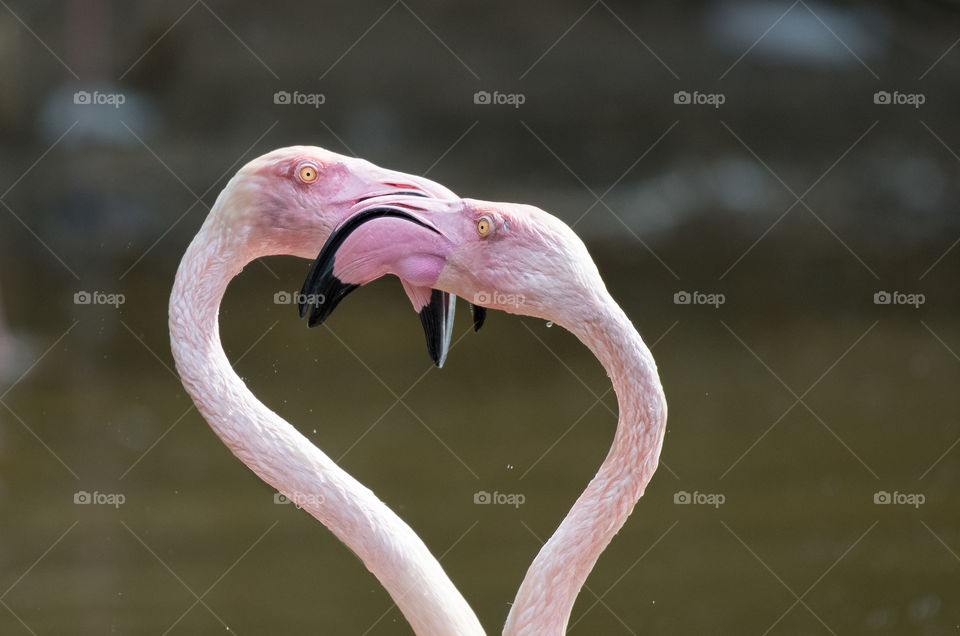 A hug when the flamingos