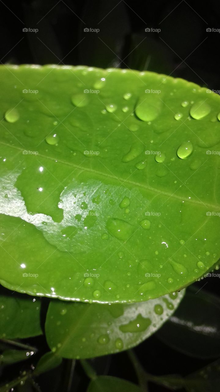 Green leaves with water drops....beautiful in nature
