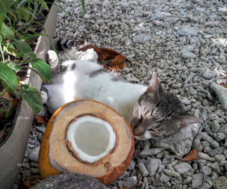 Coconut cat