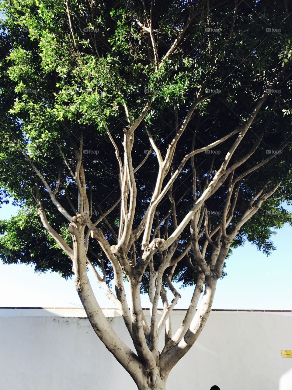 Tree-branches-leaves-green