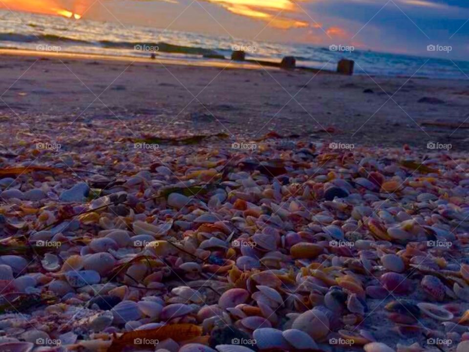 Shells at sunset 