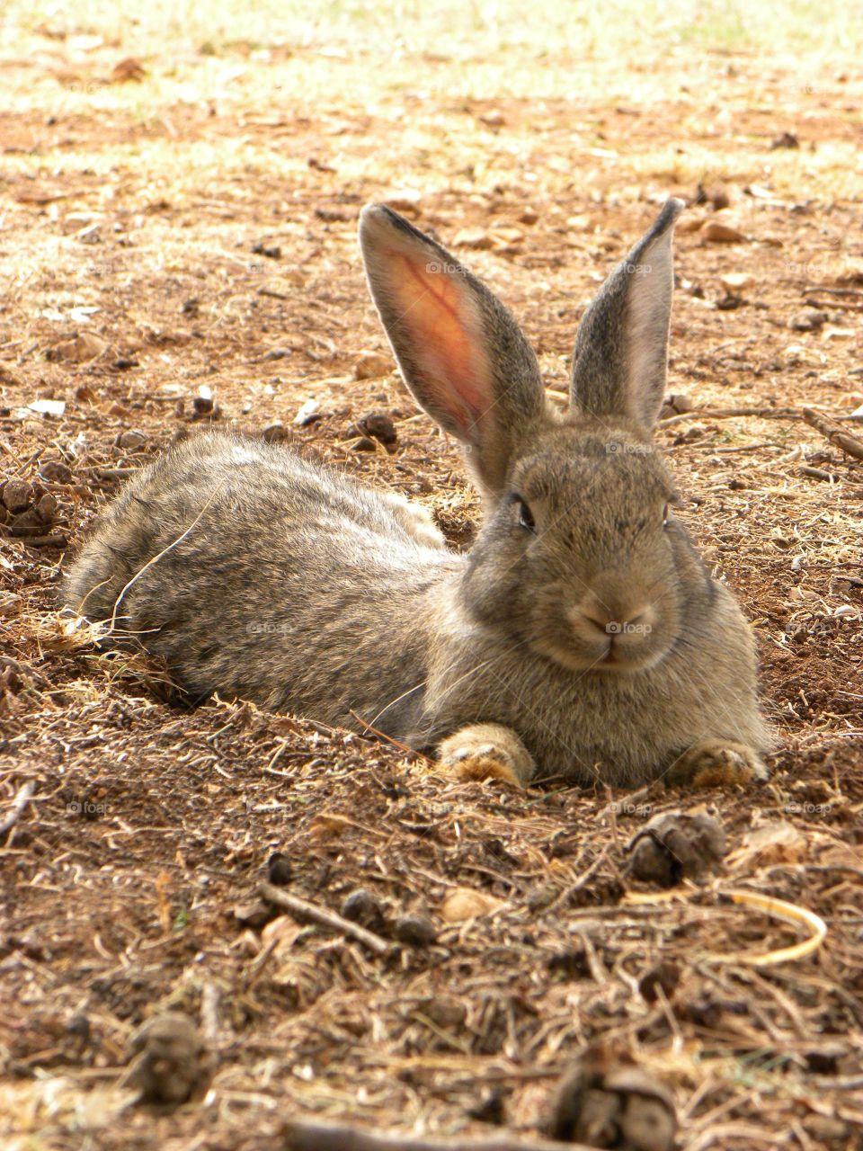 blonde rabbit