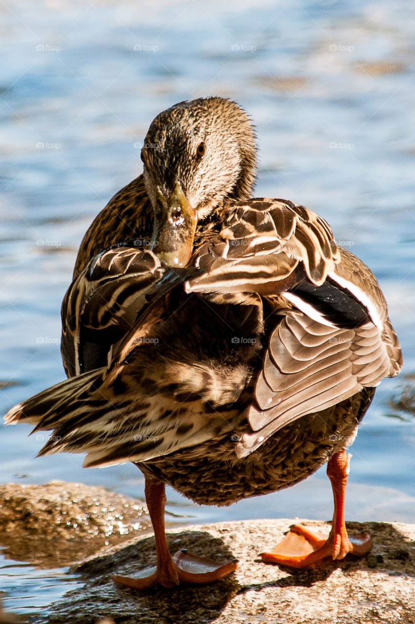 duck cleaning its feathers
