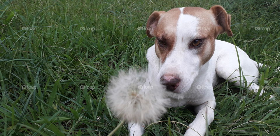 Marley e a descoberta