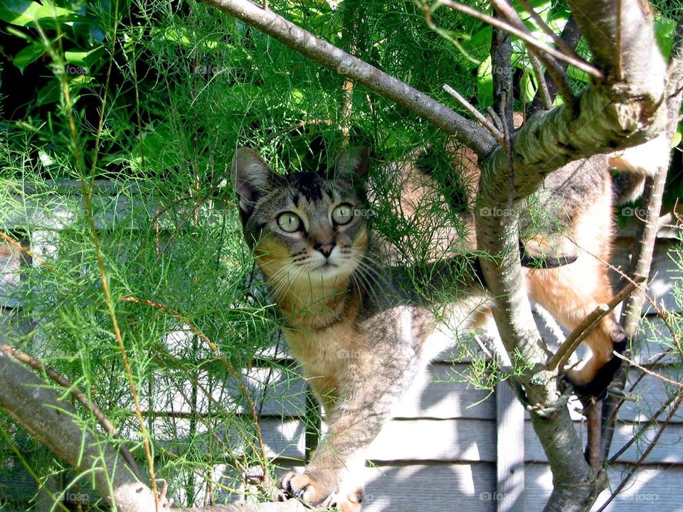Cat in a tree