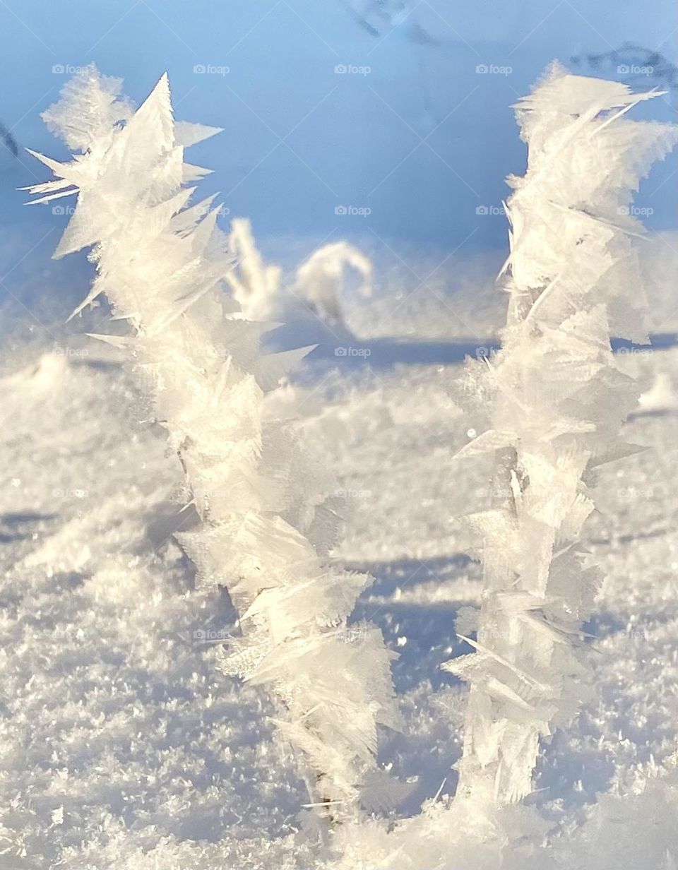 Crystallize snow on tall grass with blue sky in the background 